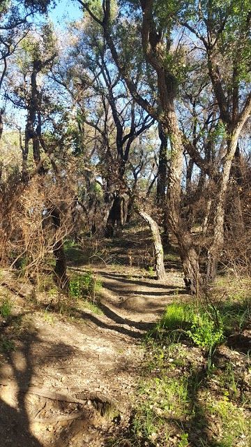 Parco regionale urbano del Pineto